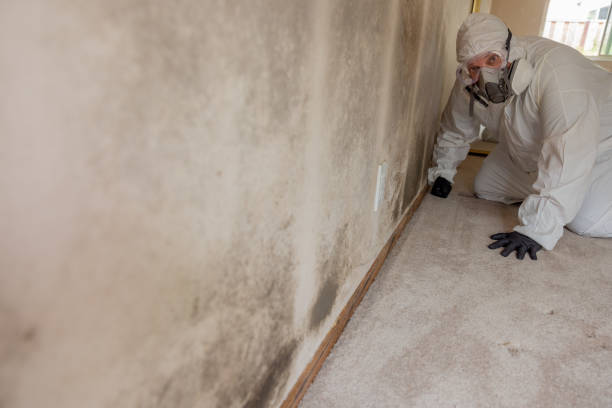  Speedway, IN Mold Removal Pros